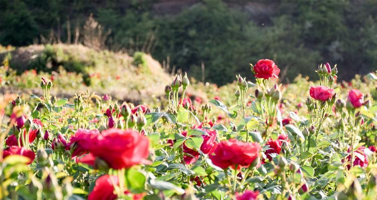 玫瑰花的栽培技术（玫瑰花的种植方法与管理）