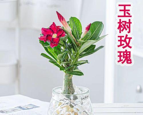 七彩玫瑰花怎么养（七彩玫瑰的种植和管理）