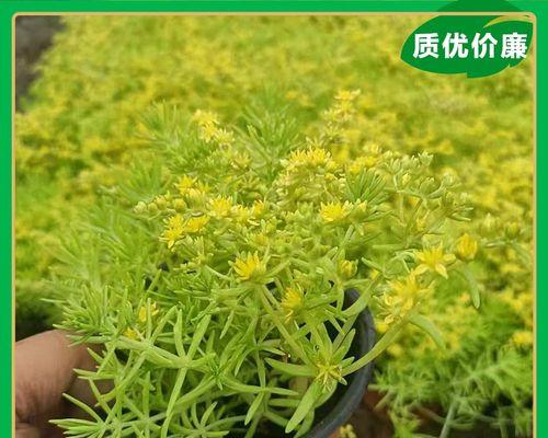 佛甲草植物怎么养（佛甲草的养殖方法讲解）