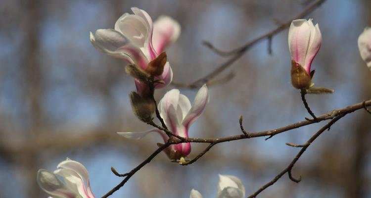 红玉兰花怎么养殖（玉兰花的养护与管理）