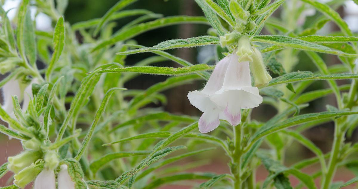 芝麻什么时候种植（芝麻种植时间和方法）