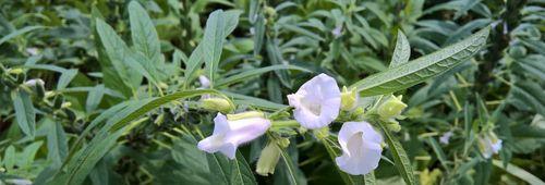 芝麻什么时候种植（芝麻种植时间和方法）