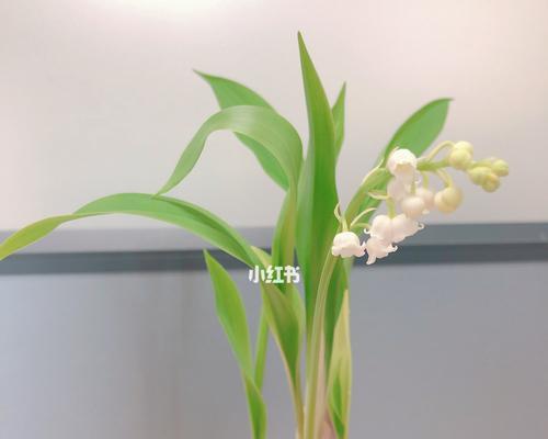 铃兰花怎么养殖（铃兰花的种植方法和注意事项）