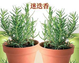 迷迭香种植方法及养护（打造芳香园的秘诀）