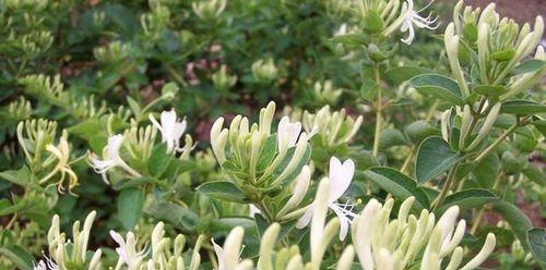 金银花怎样栽植（金银花种植技术与栽培管理）