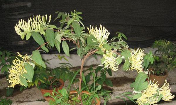 金银花怎样栽植（金银花种植技术与栽培管理）