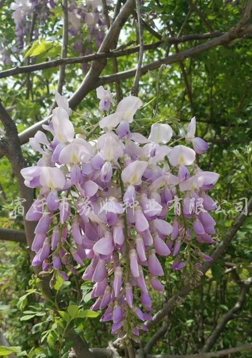 紫藤种子怎么种才能发芽（紫藤的种植方法和注意事项）