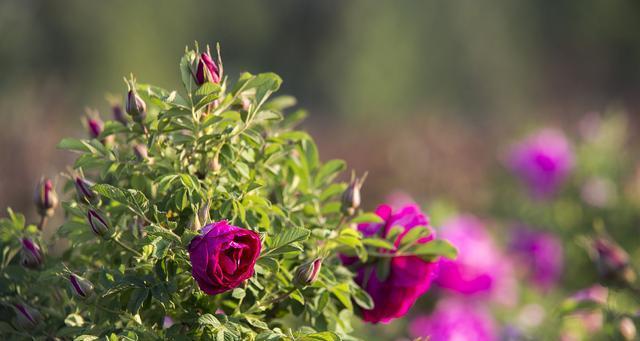 玫瑰花种植时间和方法（盆栽玫瑰花的栽培技术）