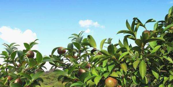 茶籽树怎么种植（茶籽树的种植方法和步骤）