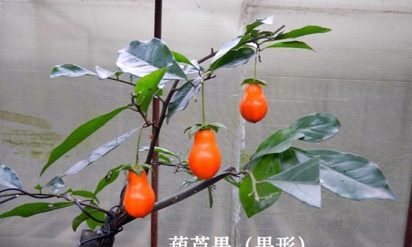 盆栽小葫芦怎么养护（盆栽小葫芦的种植方法）