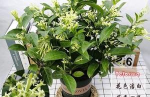 室内种什么驱蚊草（导语：4种驱蚊草养护技巧）