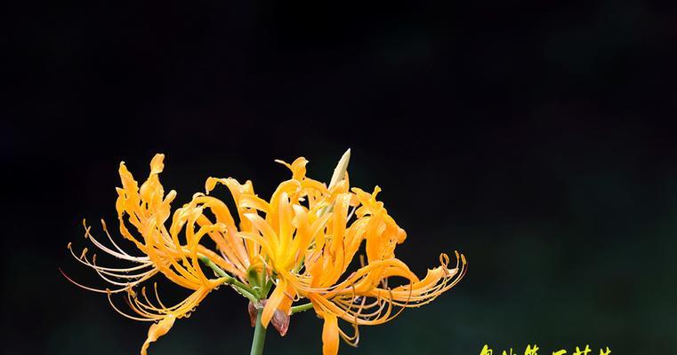 石蒜花怎么养殖（有关石蒜花种植方法和注意事项）