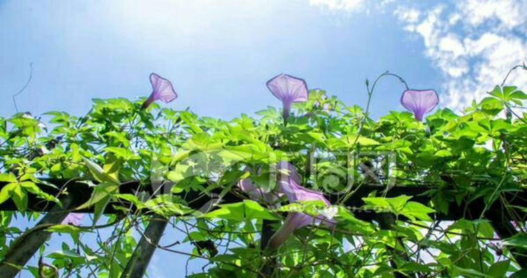 牵牛花什么时候开花（观赏牵牛花花期简介）