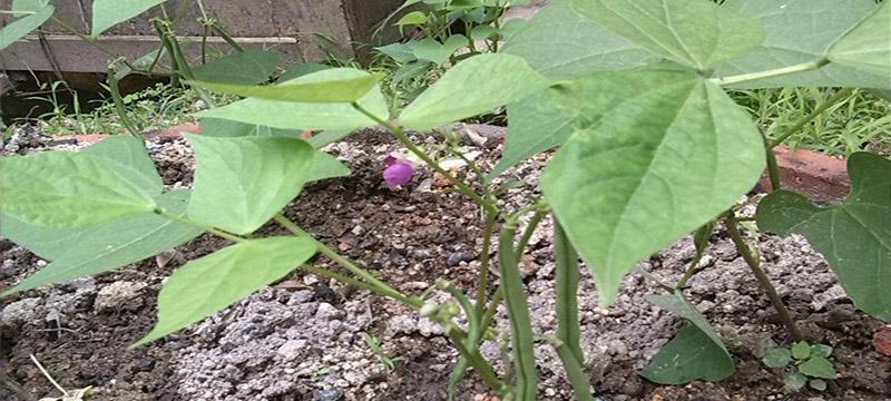 豇豆什么时候种植（豇豆种植方法和时间）