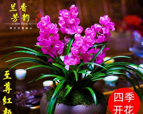 兰花怎么养殖才容易开花（种植兰花的注意事项）