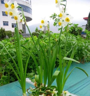 水仙花什么时候种植（水仙花种植时间与方法）