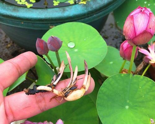 荷花种子怎样种植（荷花种植方法和时间）