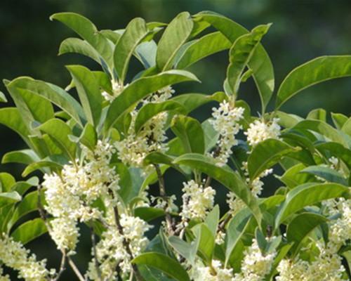 金桂花树苗怎么种植（金桂花树苗的种植方法与管理）