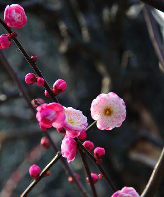 杨梅花什么时候开花（描述杨梅花的花期季节）