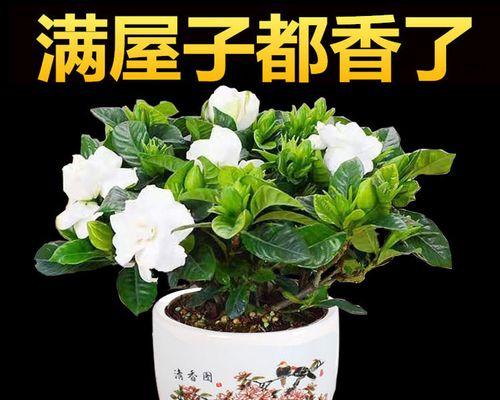 栀子花怎么养盆栽（栀子花的正确养殖方法讲解）