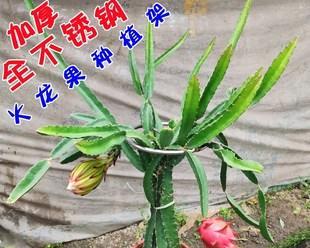 火龙果阳台盆栽怎么种（详解火龙果种植技术与管理）