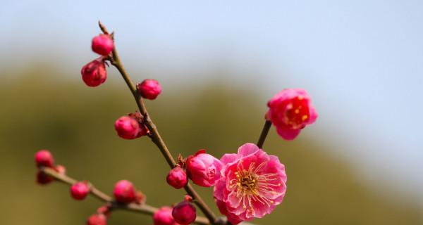 梅花的样子怎么描述（梅花盆景的养护技巧）