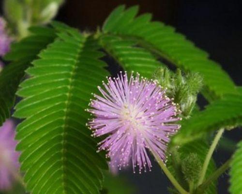 台湾草种子怎样播种（台湾草的栽培技术）