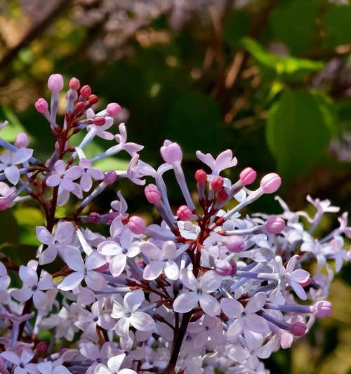 丁香花品种有哪些（丁香花好看又好养）