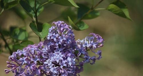 丁香花品种有哪些（丁香花好看又好养）