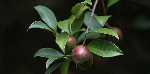 茶油树种几年可以结果（详解茶油的种植与管理）