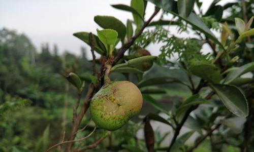 茶油树种几年可以结果（详解茶油的种植与管理）