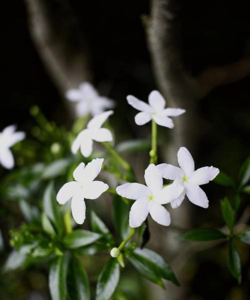 夜来香什么时候开花（观赏夜来香花期简介）