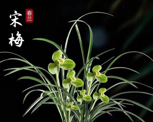 怎样种兰花才会开花（新手兰花种植方法）