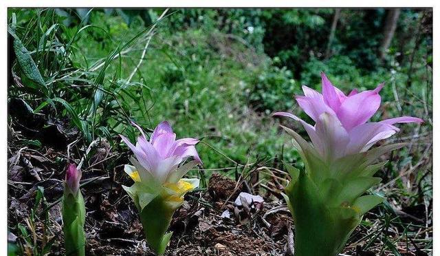 北方种生姜什么时候种（种植生姜的方法和技术）