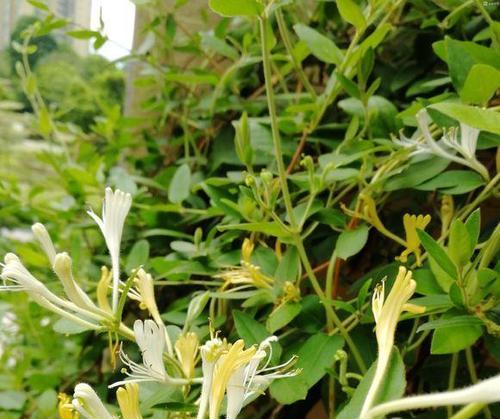 金银花怎么养（金银花种植技术与栽培管理）