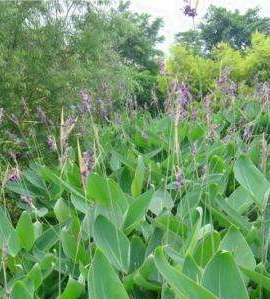 再力花种子怎么种（再力花的种植方法讲解）