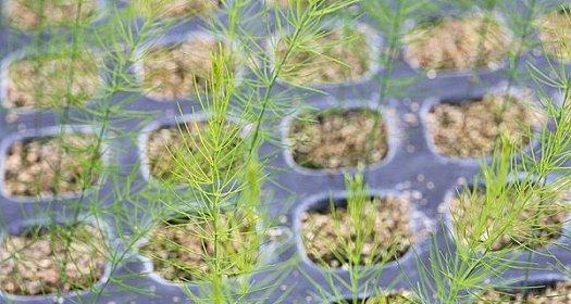 怎么样种芦笋又粗又长（芦笋的种植方法和步骤）