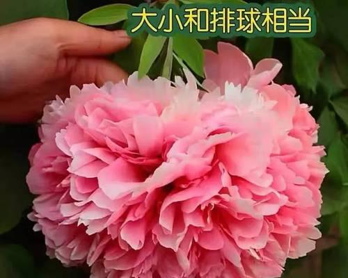 牡丹花如何养植（详解牡丹花的种植与养护）