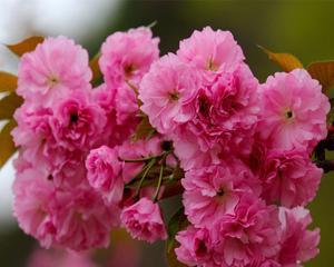 樱花树苗怎么栽培好（樱花种植方法和时间）