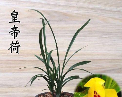 兰草怎么养（盆栽兰花的养护方法）