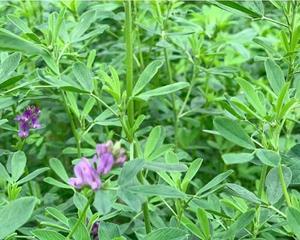 紫花苜蓿草怎么种（紫花苜蓿种植技术）