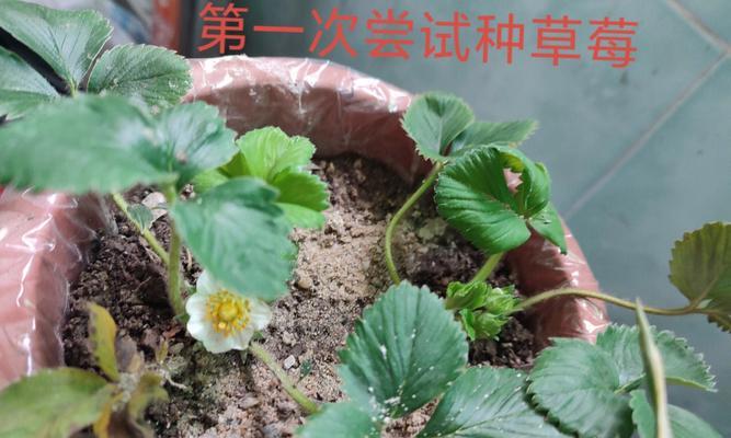 如何栽种草莓（家庭阳台草莓种植方法）