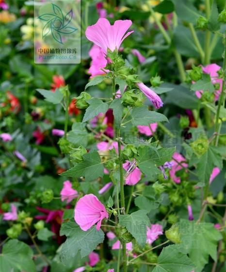 花葵适合什么时候种植（花葵的栽培技术要点）