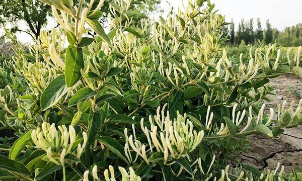 金银花种植技术与管理（金银花种植技术与栽培管理）