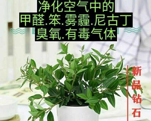 四季常青的植物有哪些（盘点五种常见的四季常青的植物）