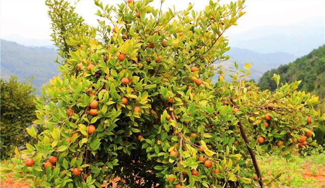 油茶树的种植方法和管理（有关油茶栽培技术）