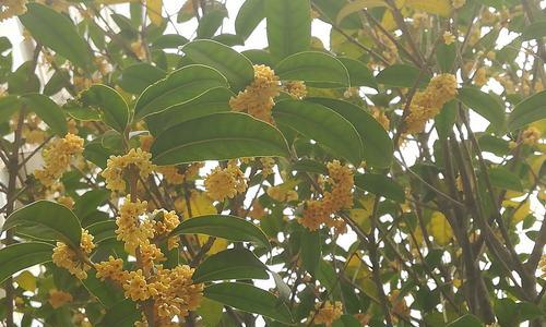 桂花树怎么栽（桂花树种植方法和时间）