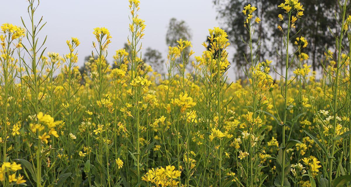 芥菜什么时候种植（芥菜种植方法和时间）