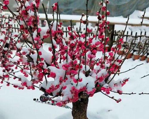 梅花盆景怎么养（详解梅花盆景的养护与管理）