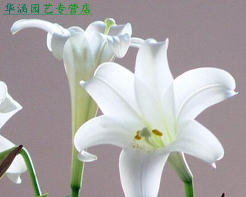 刚买的百合花怎么水养开花（百合花水养的正确方法）